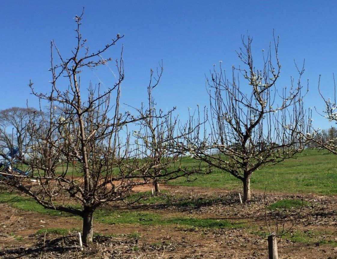 Figure 6. Central leader–trained pear trees